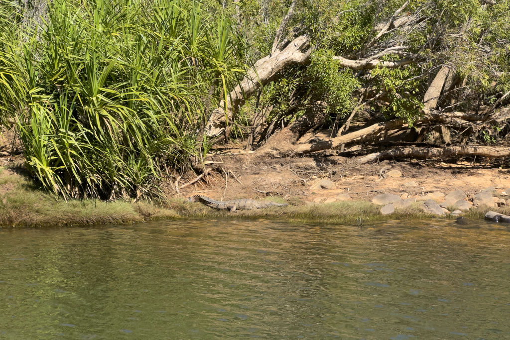 Ein erstes Freshwater Croc wird in der Sonne am Ufer gesichtet