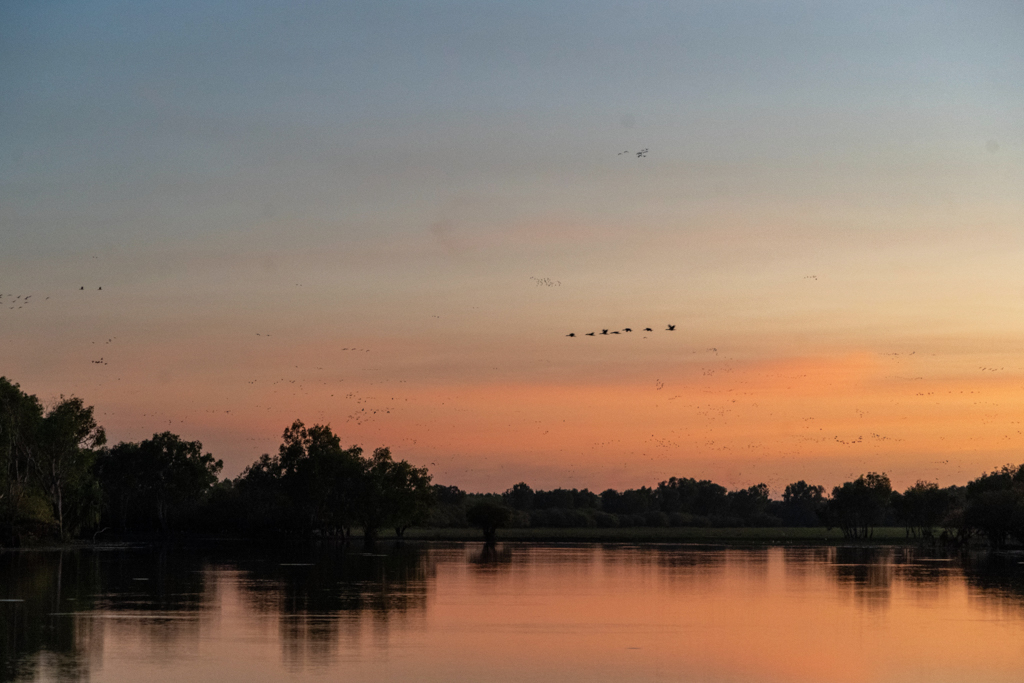 Es ist noch vor Sonnenaufgang, die Yellow Waters Lagune liegt still vor uns. Ein Vogelschwarm fliegt vorbei.