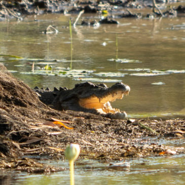 Kakadu Nationalpark, Bootstour im South Alligator River System