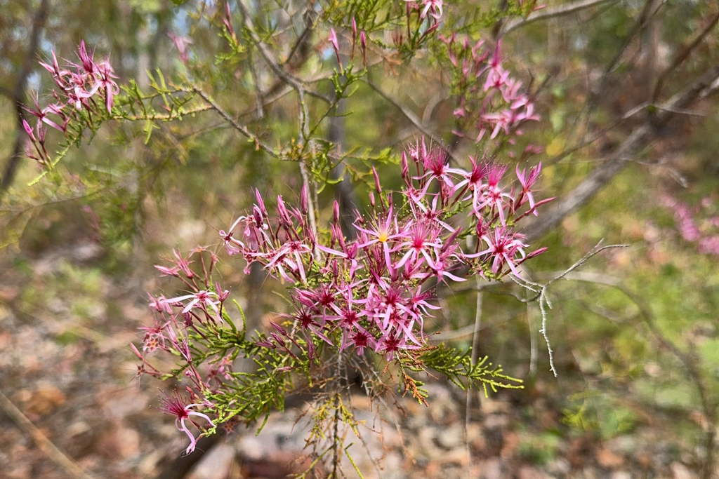 Pink Turkey Bush, pinkfarbener Truthahnbusch - Calytrix exstipulata
