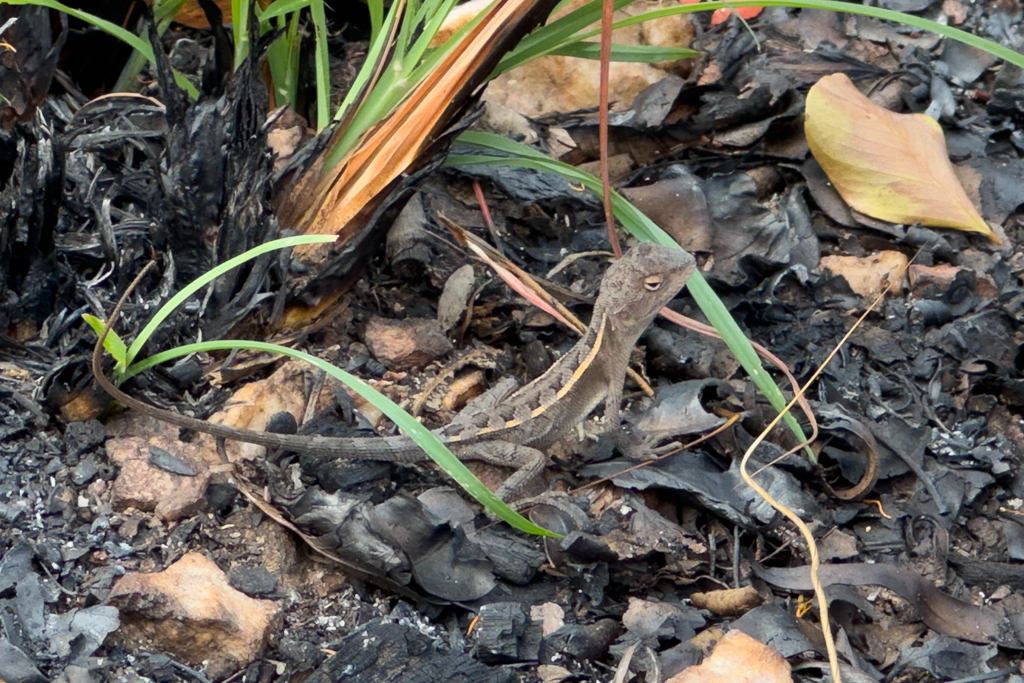 Eine Agamen-Echse - Diporiphora australis - Tommy-Rundkopf oder östlicher zweiliniger Drache