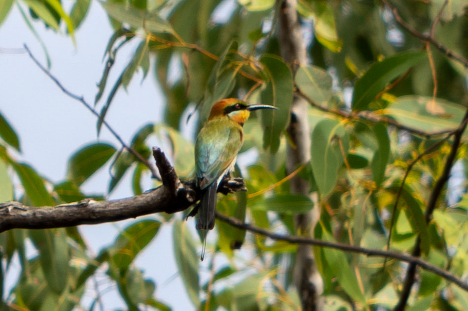 Regenbogen-Bienenfresser, Rainbow Bee-Eater - Merops ornatus