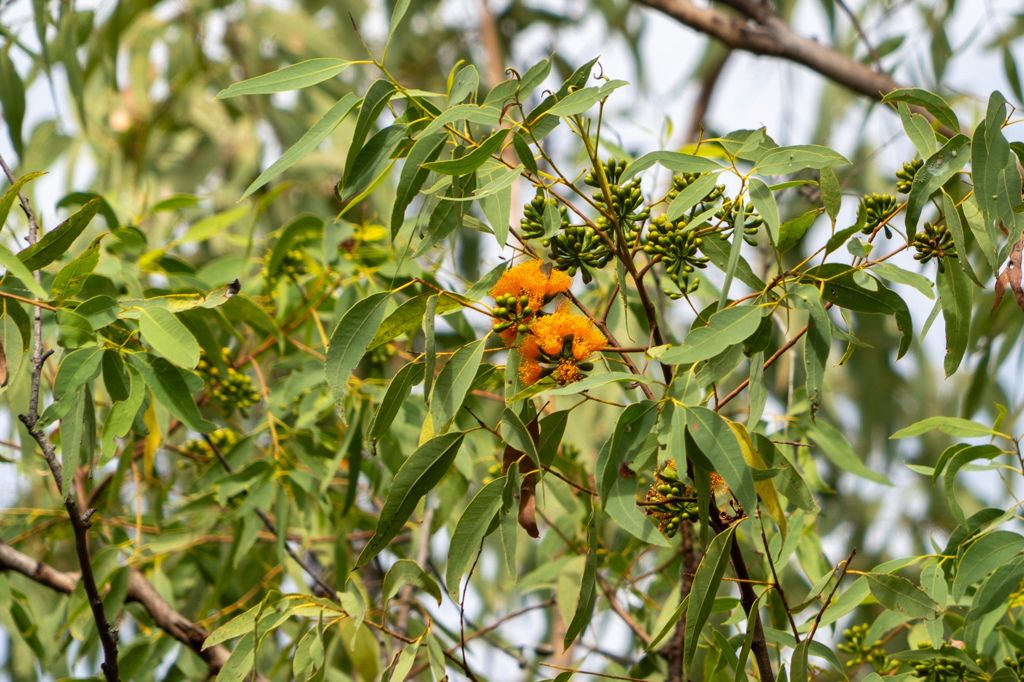 Leuchtend orange-rote Eukalyptus-Blüten - Eukalyptus phoenicea