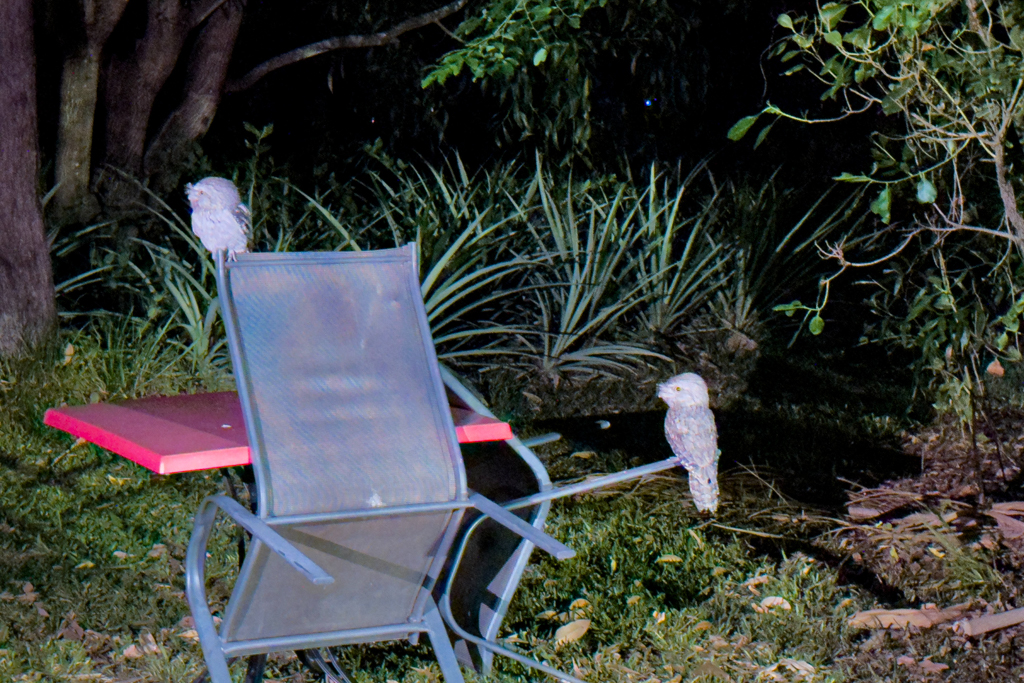 Zwei Frogmouth am Abend sind auf einem Stuhl in Lauerstellung auf Beute
