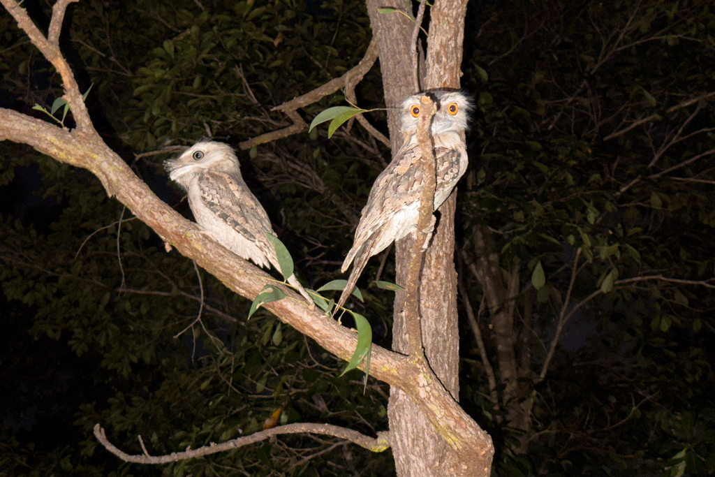 Zwei Frogmouth während der Nacht im Baum über uns