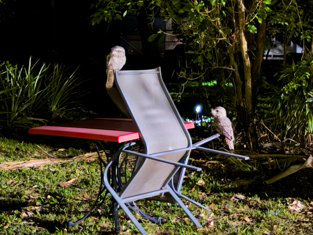 Zwei Frogmouth am Abend sind auf einem Stuhl in Lauerstellung auf Beute