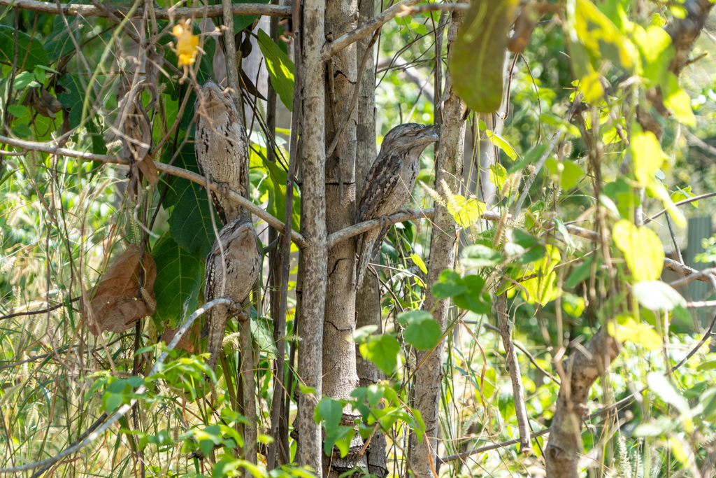 Die drei Frogmouths schlafen am Tage und fallen kaum im Geäst des Baumes auf