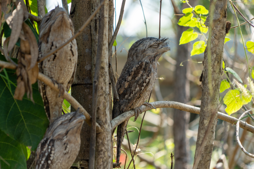 Die drei Frogmouths schlafen am Tage und fallen kaum im Geäst des Baumes auf