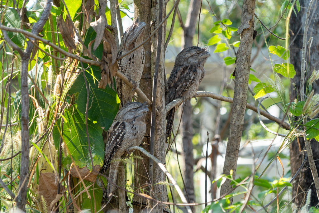 Die drei Frogmouths schlafen am Tage und fallen kaum im Geäst des Baumes auf