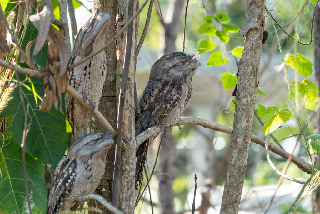 Die drei Frogmouths schlafen am Tage und fallen kaum im Geäst des Baumes auf