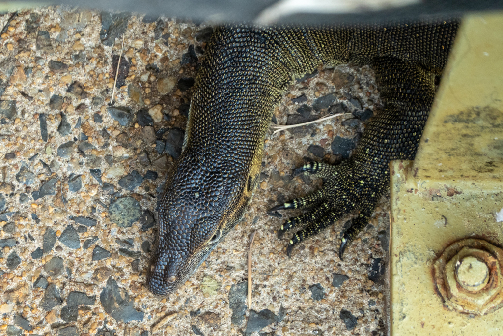 Kopf und Vorderfuss eines Mertens-Wasserwaran - Varanus mertensi