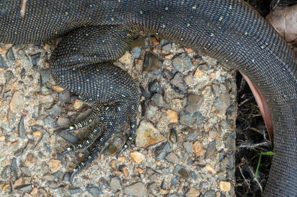 Hinterfuss und Schwanz eines Mertens-Wasserwaran - Varanus mertensi