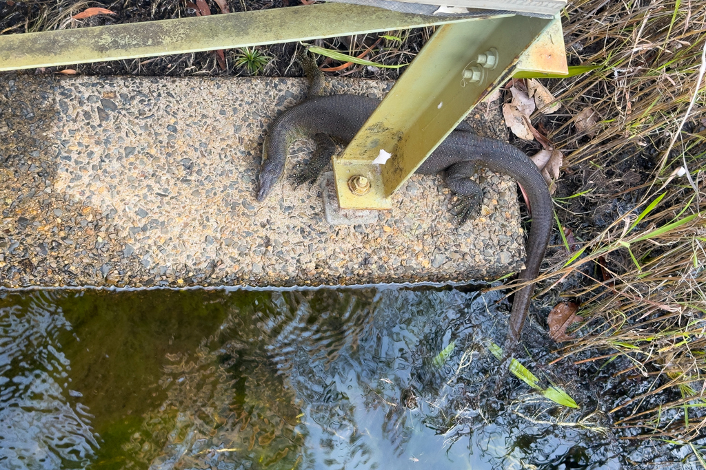 Mertens-Wasserwaran - Varanus mertensi