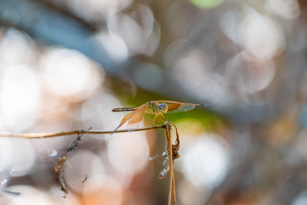 Neurothemis stigmatizans - painted grasshawk, gemalter Grasfalke