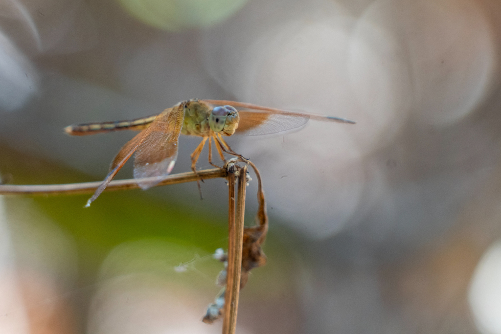 Neurothemis stigmatizans - painted grasshawk, gemalter Grasfalke