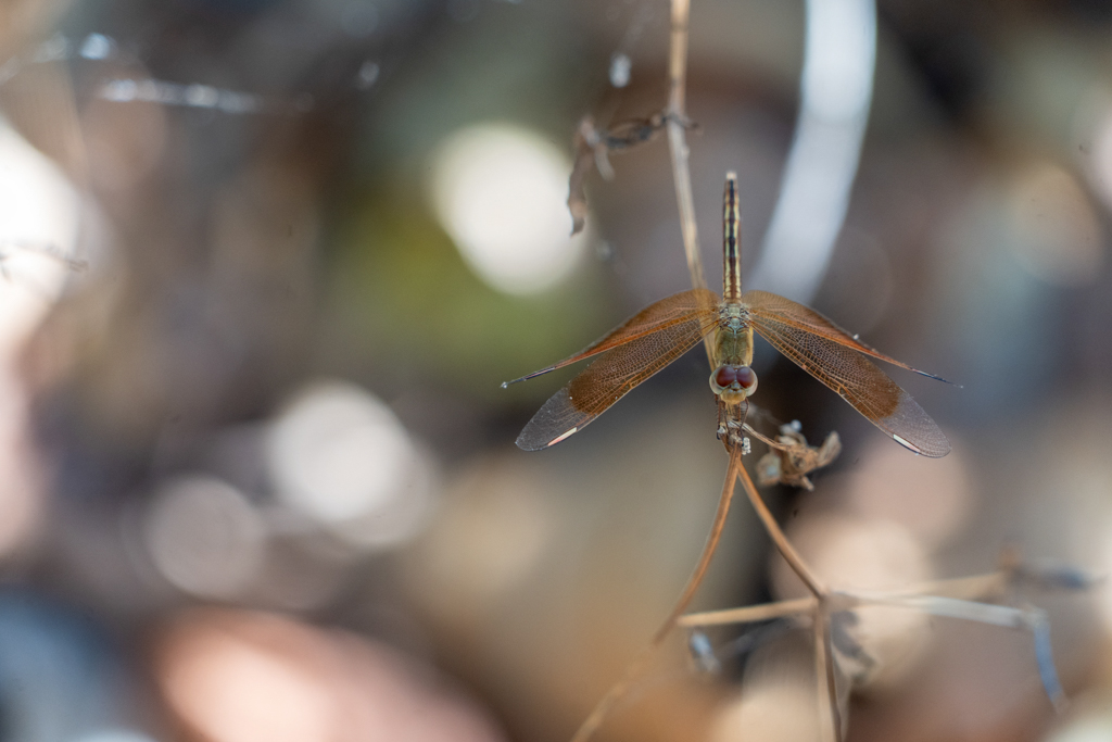 Neurothemis stigmatizans - painted grasshawk, gemalter Grasfalke