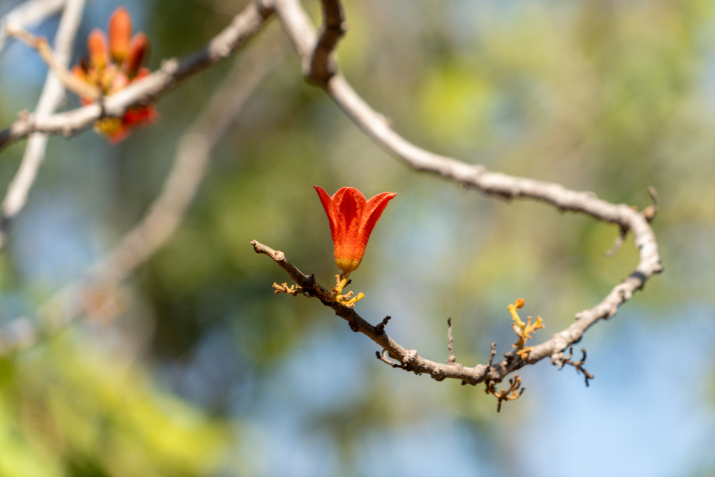 Brachychiton megaphyllus - rot blühende Kurrajong
