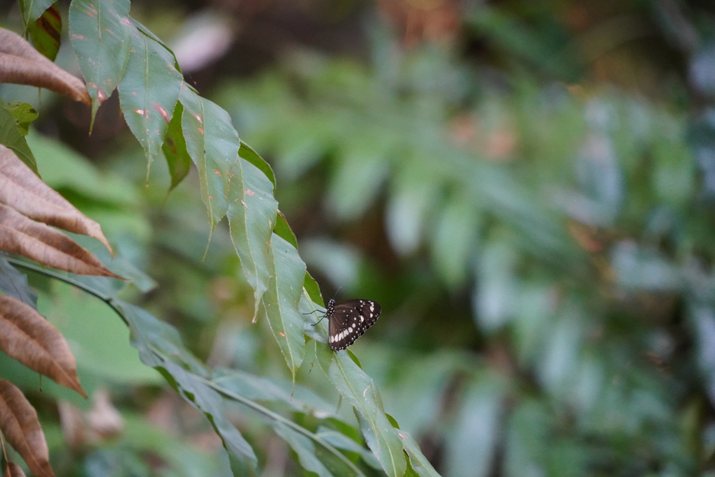 Euploea core - Gemeine Krähe