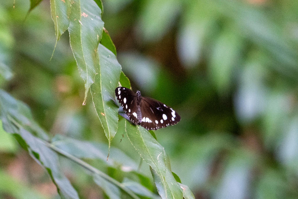 Euploea core - Gemeine Krähe