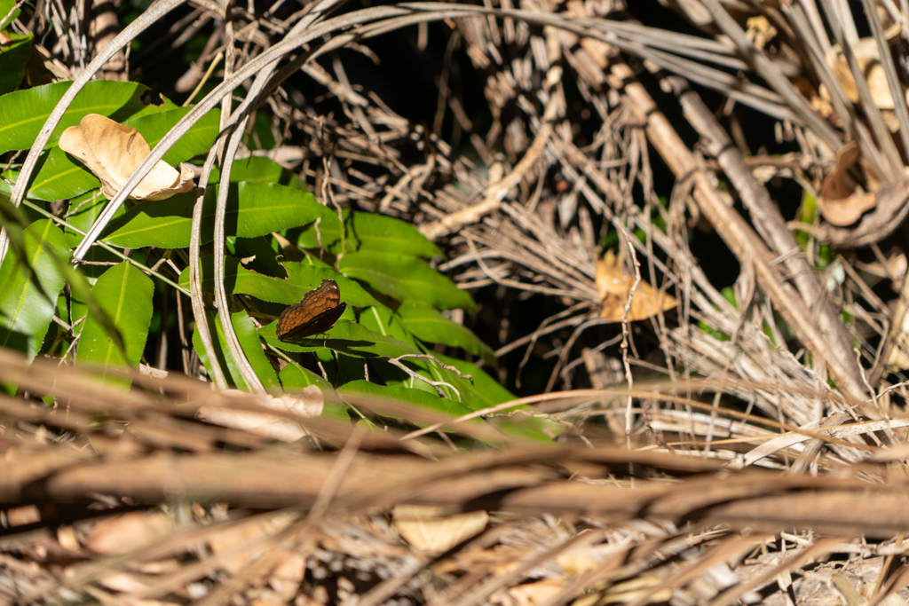 ein anderer kleiner, brauner Schmetterling