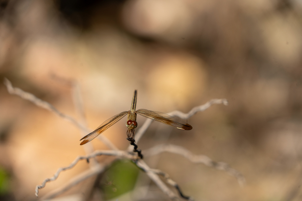 Neurothemis stigmatizans - painted grasshawk, gemalter Grasfalke