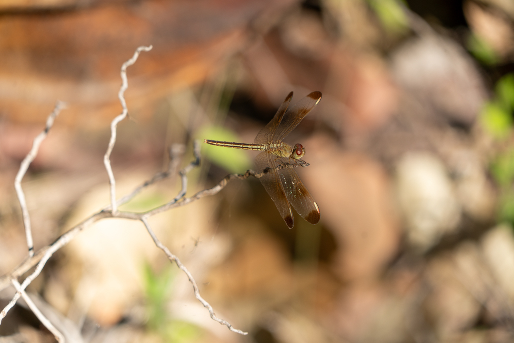 Neurothemis stigmatizans - painted grasshawk, gemalter Grasfalke