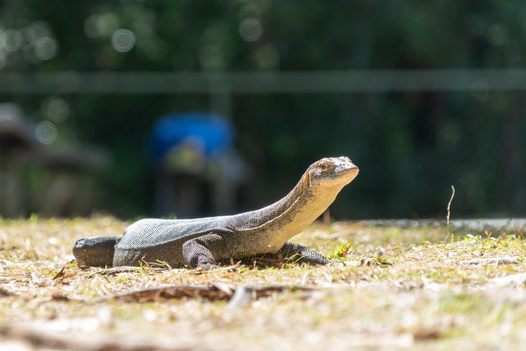 Mertens-Wasserwaran - Varanus mertensi