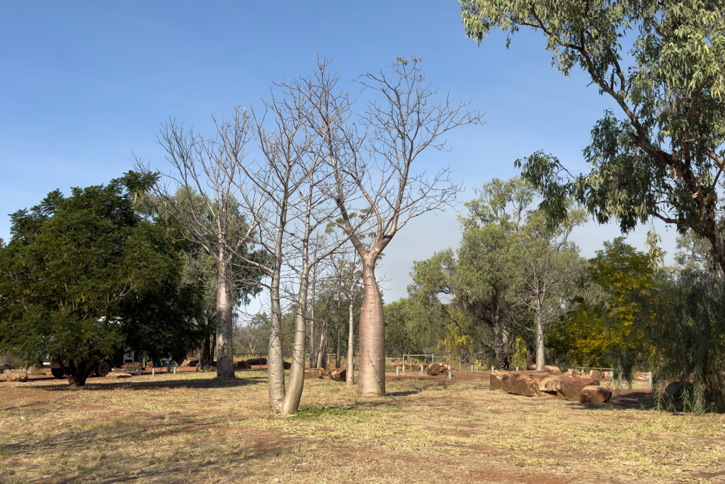 Boab Trees im Big Horse Creek Campground