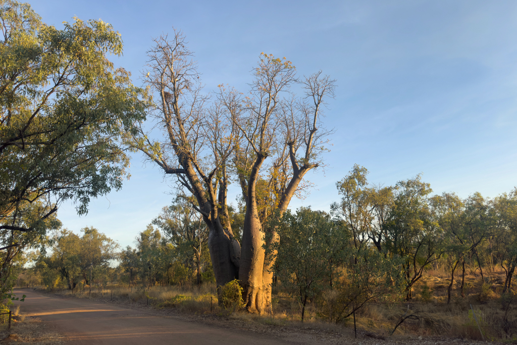 Ein grosser Boab Tree beim Big Horse Creek Campground