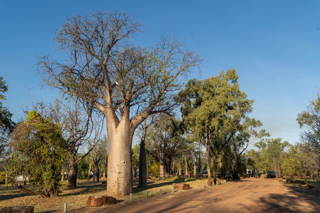 Boab Trees im Big Horse Creek Campground