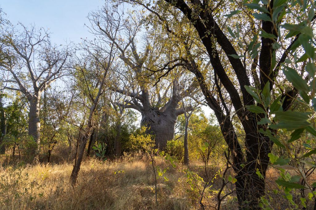 Ein riesiger Boab Tree im Bush beim Big Horse Creek Campground