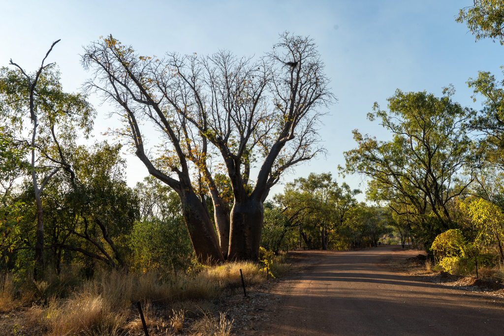 Ein grosser Boab Tree beim Big Horse Creek Campground