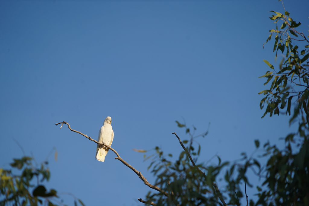 Ein weisser Kakadu sitzt hoch in einem Baum