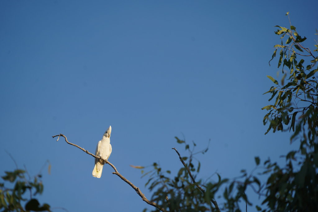 Ein weisser Kakadu sitzt hoch in einem Baum und sträubt seinen Kamm