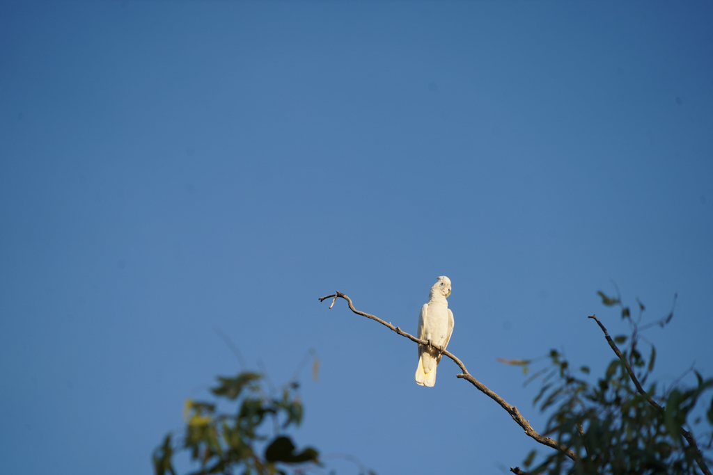 Ein weisser Kakadu sitzt hoch in einem Baum