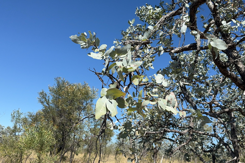 Silbrige Blätter eines Eukalyptus-Baumes - Eucalyptus melanophloia