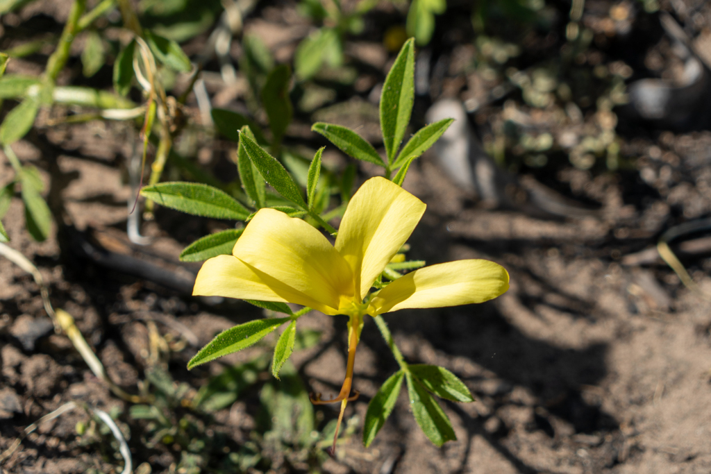 Stachelschweinblume - Barleria prionitis