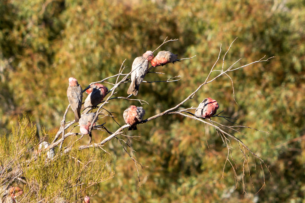 Rosakakadus sitzen dich an dicht in einem kleinen Baum