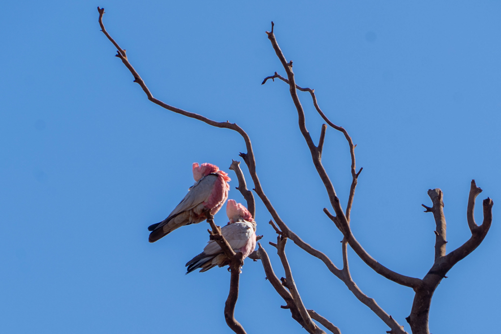 Zwei Rosakakadus schlafen im Baum