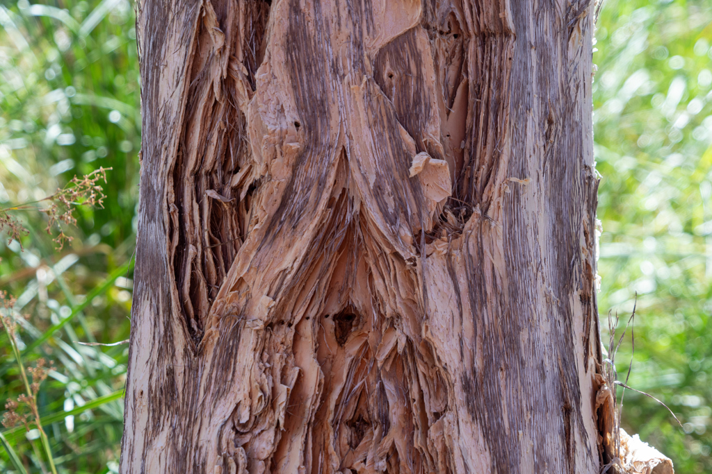 Nahaufnahme des Stammes eines "Paperbark" Eukalyptus-Baumes - Eucalyptus chartaboma