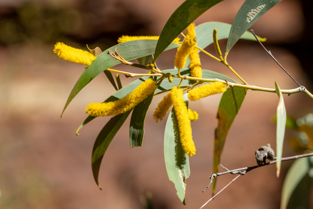 Ohrförmige Akazie - Acacia auriculiformis