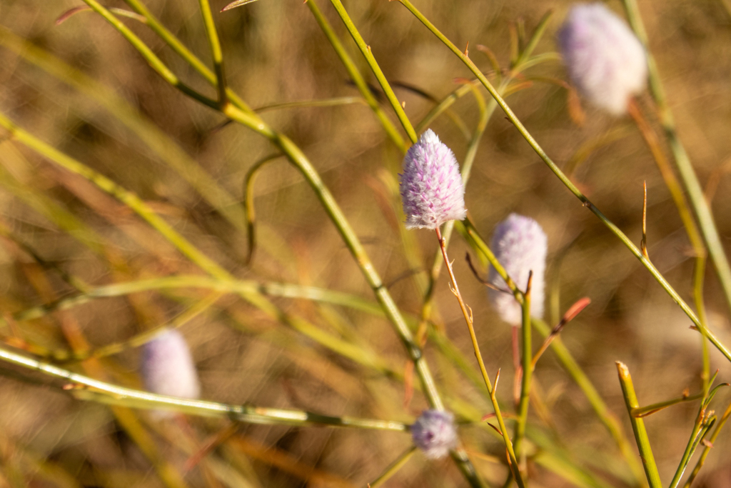Ptilotus calostachyus - weeping mulla mulla, endemisch in Western Australia und Northern Territory
