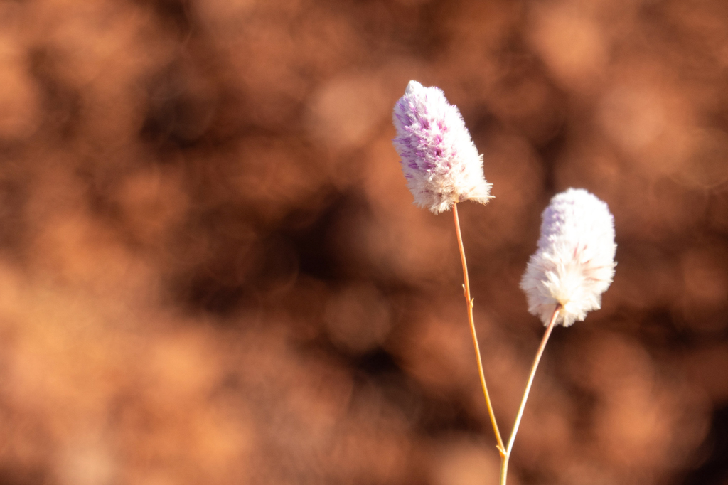 Ptilotus calostachyus - weeping mulla mulla, endemisch in Western Australia und Northern Territory