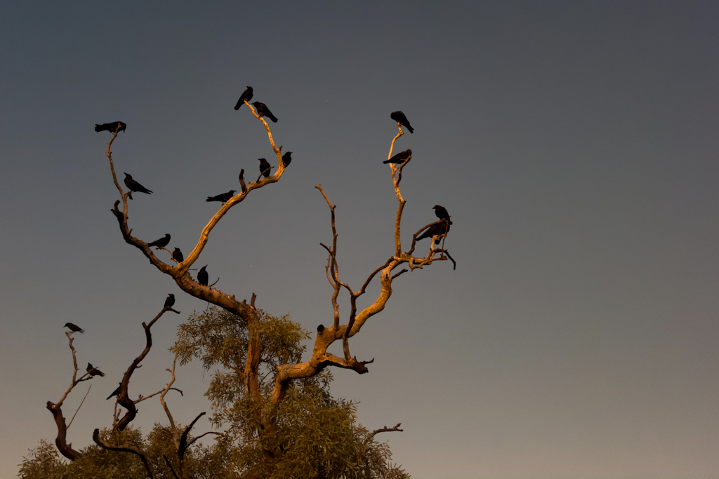 Ein paar Rabenkrähen hocken schon vor Sonnenaufgang in einem Baum über uns am Trailhead Parkplatz