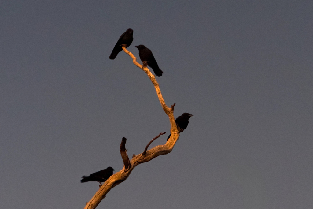 Ein paar Rabenkrähen hocken schon vor Sonnenaufgang in einem Baum über uns am Trailhead Parkplatz
