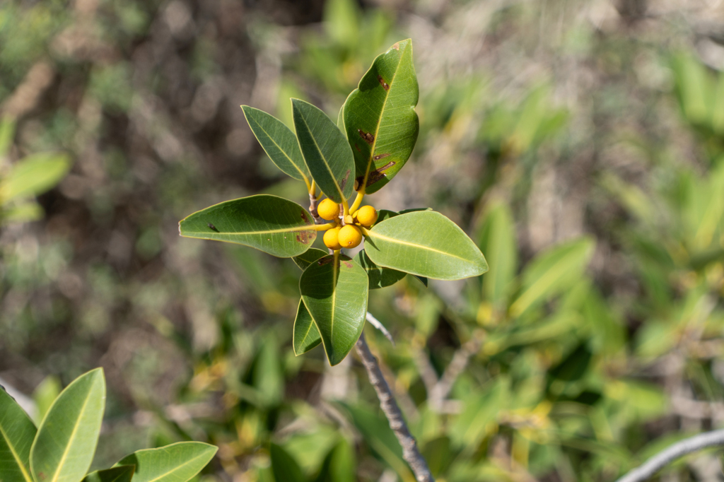 Blüte eines Mangrovenbaumes