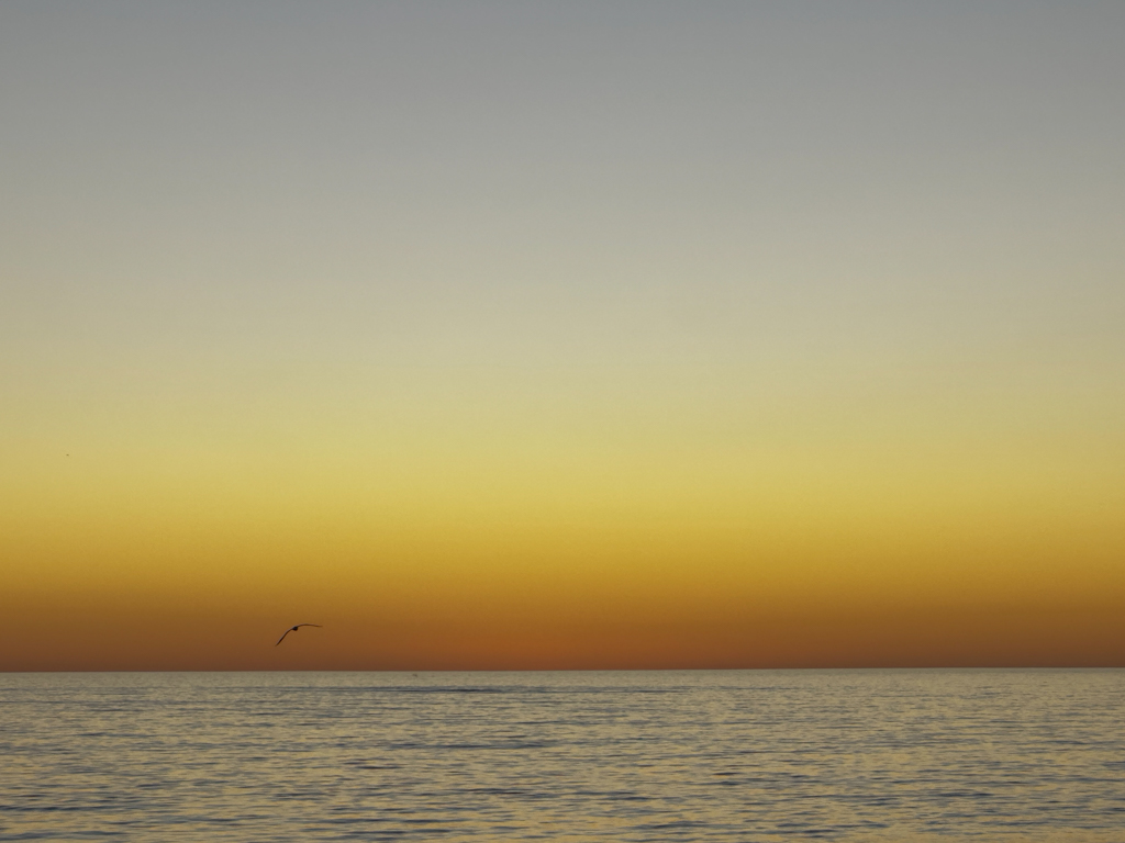 Die Sonne ist hinter dem Horizont verschwunden und taucht den Himmel in ein dunkles Gelb. Einsam zieht eine Möwe über dem Meer ihre Bahn