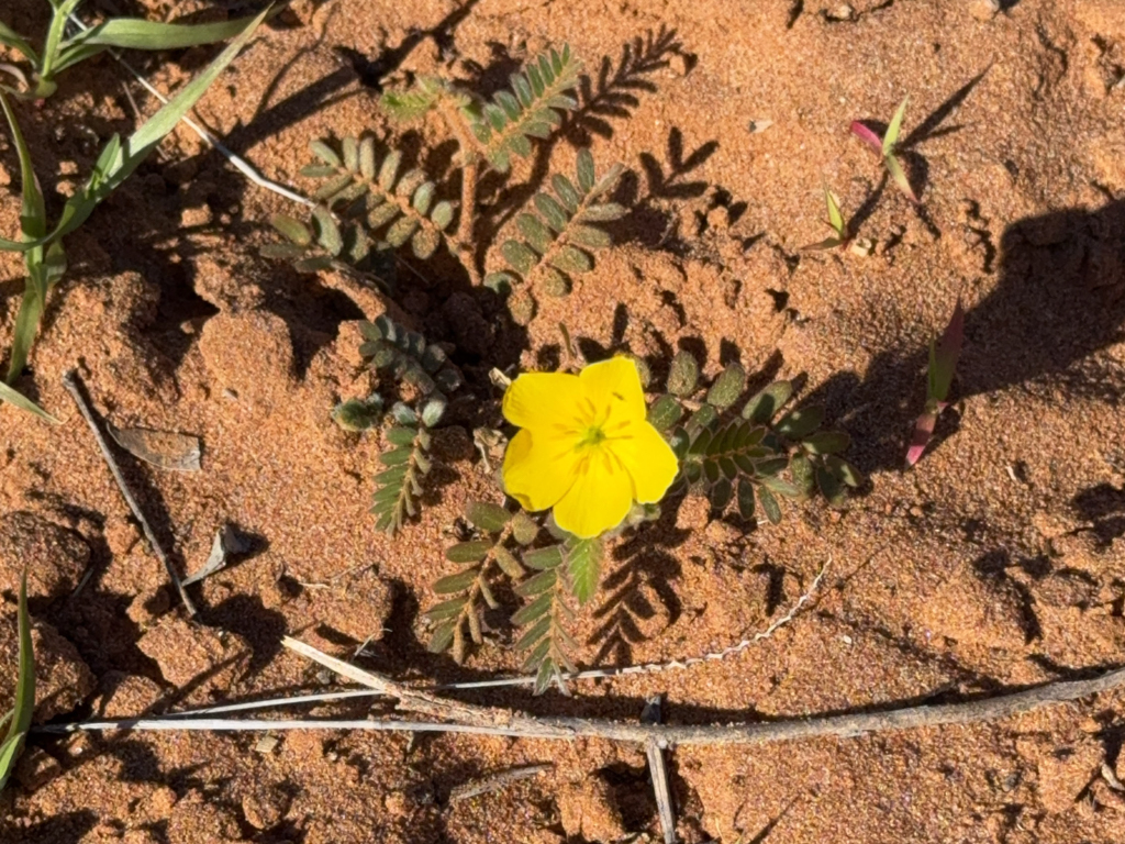 Devil's Thorn oder Puncturevine - Tribulus terrestris