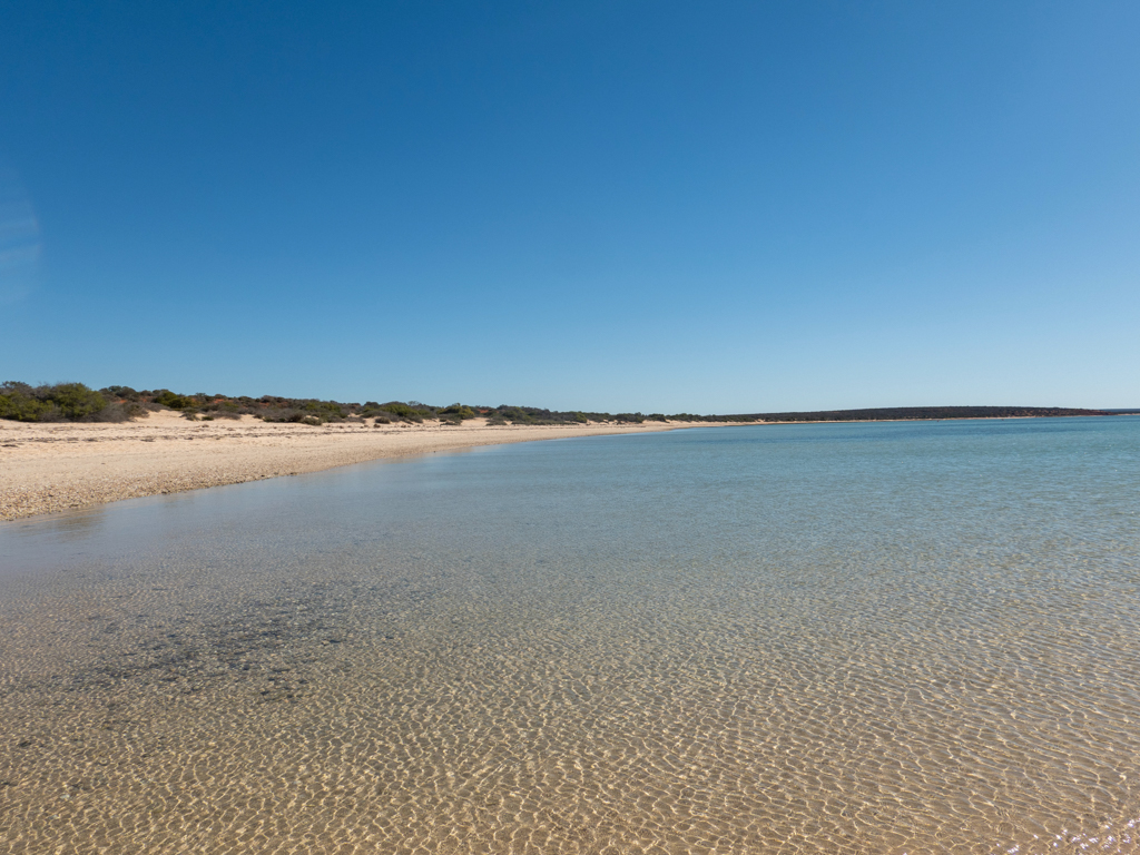 Die flache und ruhige See an der Monkey Mia Beach; das Wasser ist glasklar