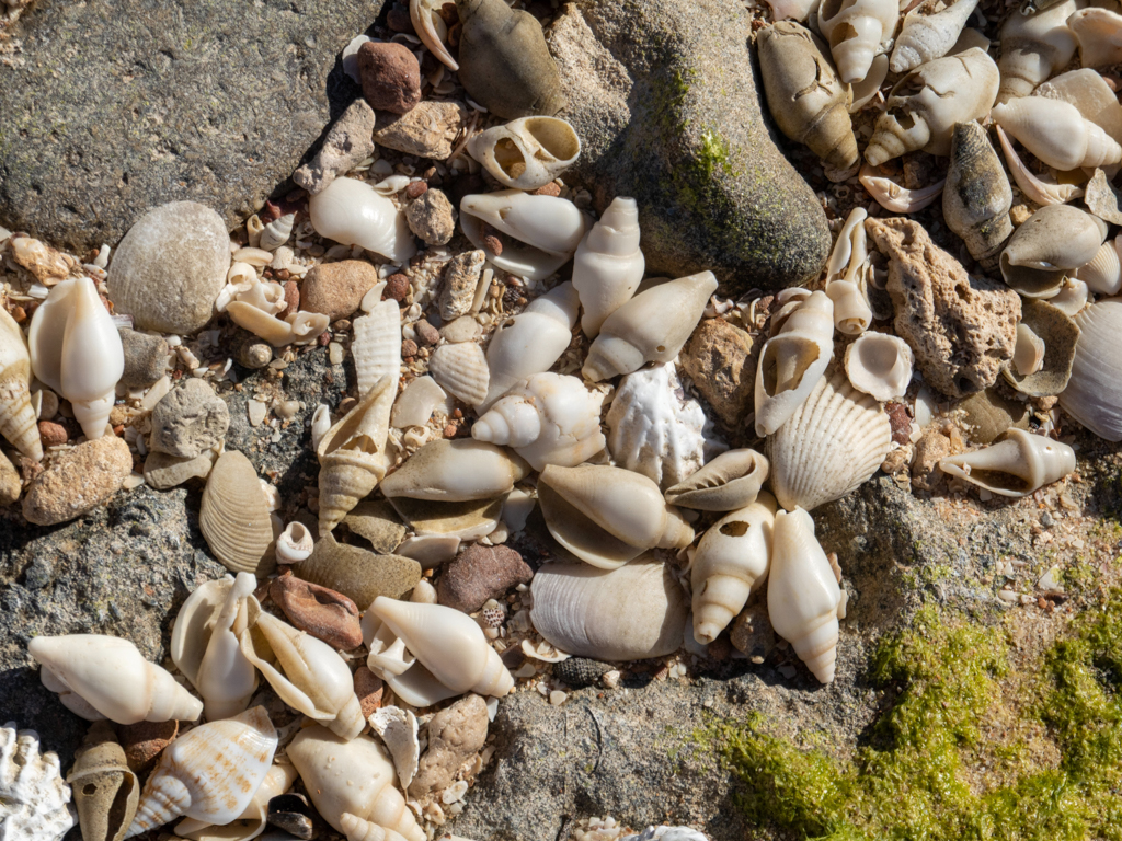 Leere Muschel- und Schneckengehäuse überschwemmen teilweise den Strand